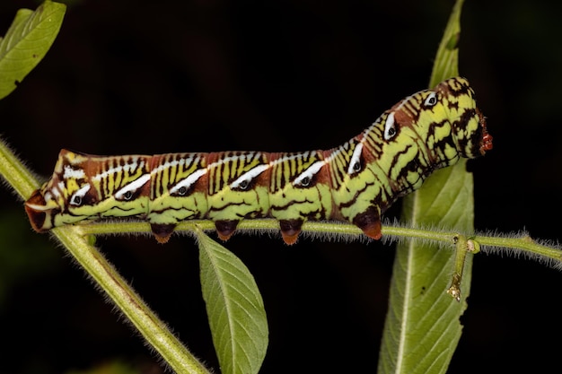 Oruga de polilla esfinge rayada