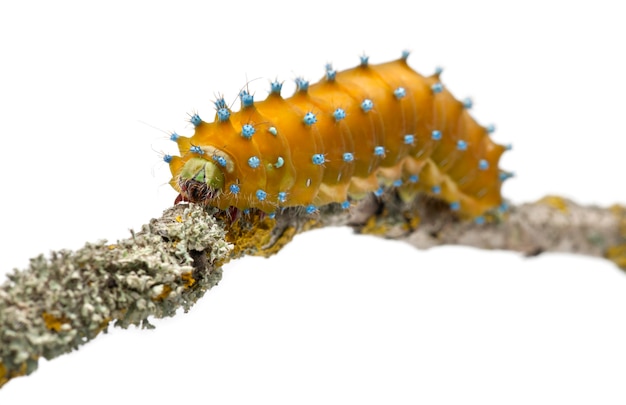 Foto oruga de la polilla gigante del pavo real - saturnia pyri