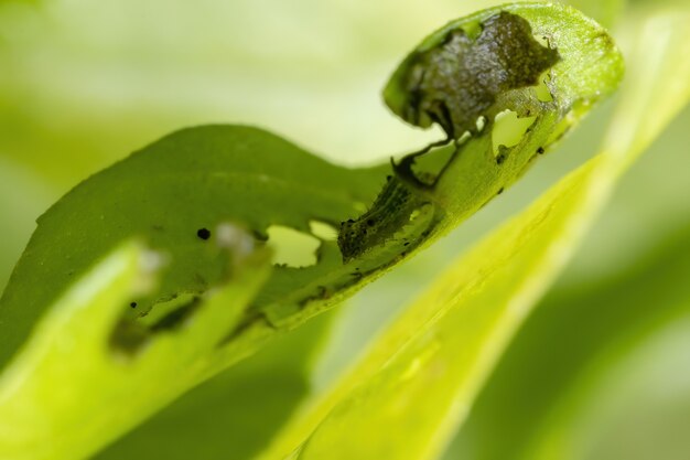 Oruga de una polilla del gusano cortador de la familia Noctuidae sobre una planta de albahaca de la especie Ocimum basilicum