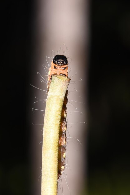 Una oruga en la selva. Macro naturaleza de Bali, Indonesia.