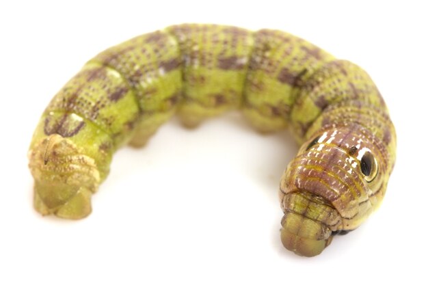 Oruga verde aislada en el fondo blanco