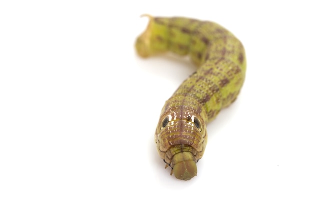 Oruga verde aislada en el fondo blanco