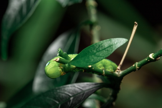 Oruga verde comiendo hojas en el jardín