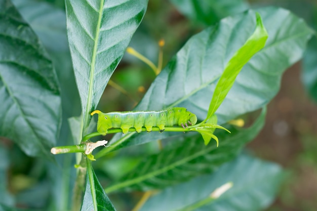 Oruga verde comiendo