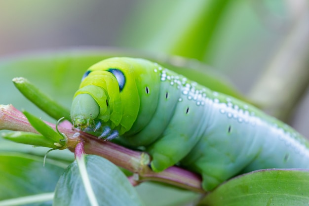 Foto oruga verde en una hoja en la naturaleza