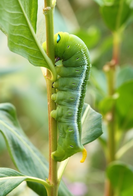 la oruga verde