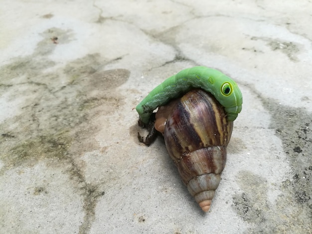 Las orugas de caracol y gusano verde sobre piso de concreto de cerca