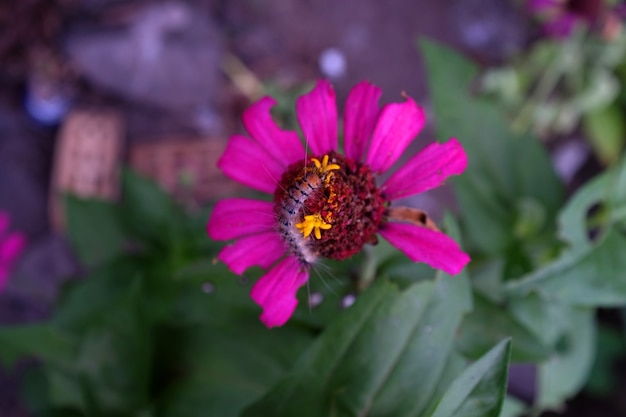 Las orugas se comen las flores rosadas de zinnia en el jardín