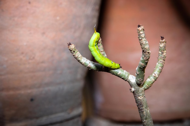 Orugas de gusano en una flor de hoja verde con una hoja parcialmente comido, Cerrar