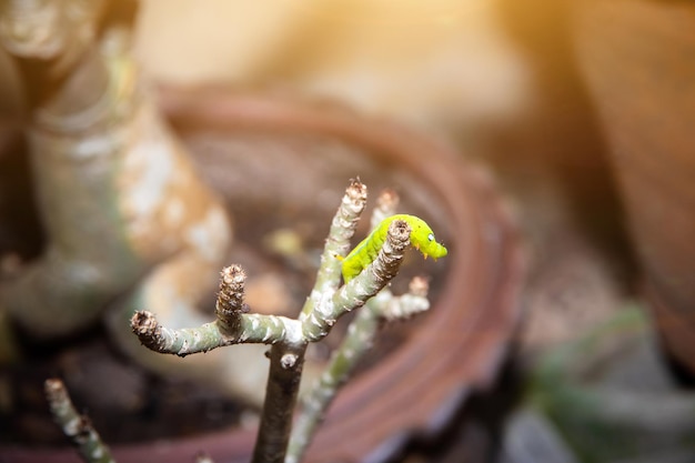 Orugas de gusano en una flor de hoja verde con una hoja parcialmente comido, Cerrar