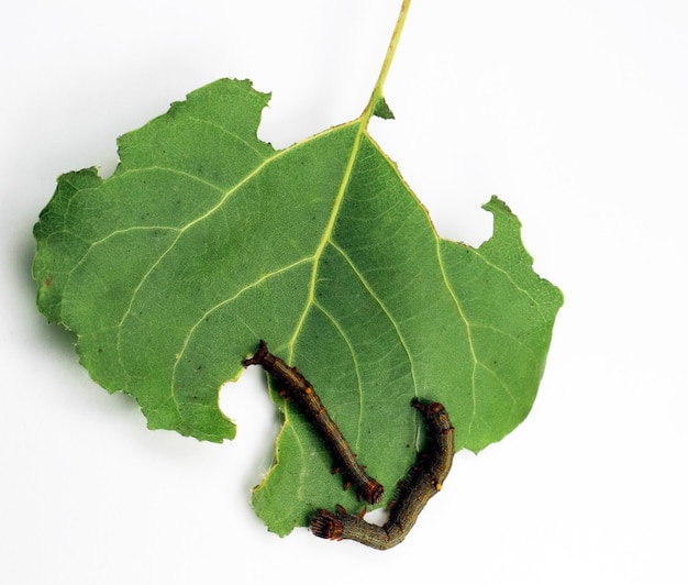 Orugas de polilla en hojas con agujeros, daños aislados en blanco. Hoja de árbol dañada por plagas Larvas