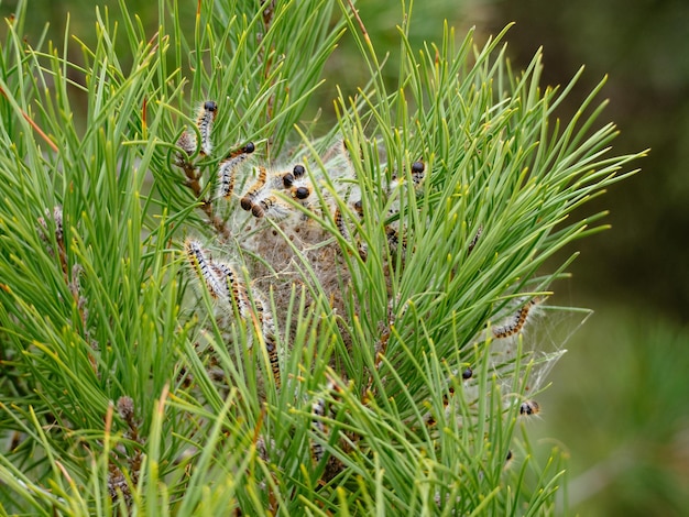 Foto las orugas procesionarias del pino en el parque nacional de ria formosa