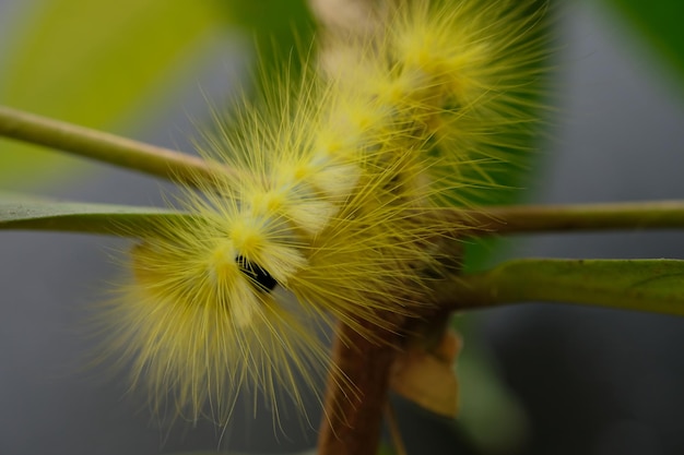 Las orugas son el estado larvario de los miembros del orden Lepidoptera. Oruga puntiaguda amarilla