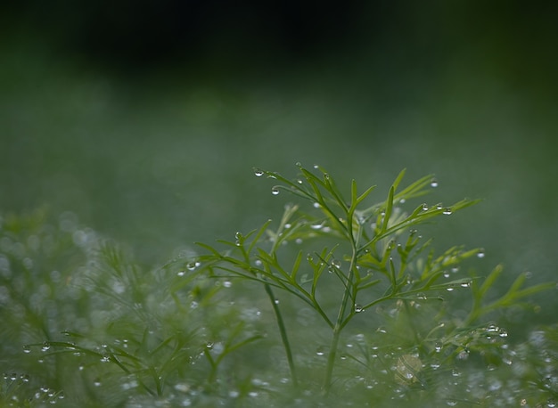 Foto orvalho da manhã lindo em uma árvore verde no jardim