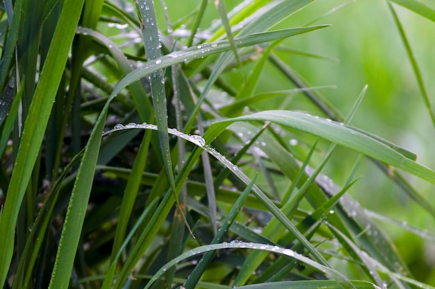 Foto orvalho da manhã na grama verde gotas de água na grama, um fenômeno natural