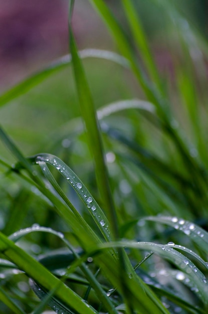 Foto orvalho da manhã na grama verde gotas de água na grama, um fenômeno natural