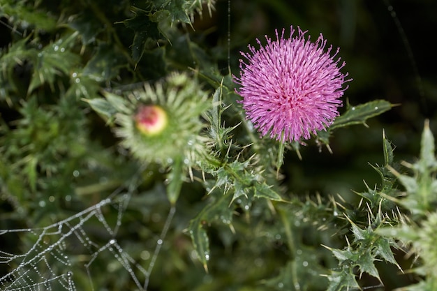 Orvalho da manhã na inflorescência cardo Thistle gênero Asteraceae família de plantas ou Compositae