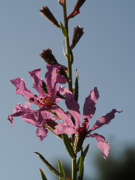 orvalho da manhã nas flores de Lythrum salicaria