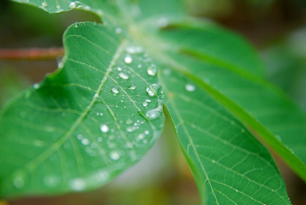 Foto orvalho da manhã nas folhas verdes