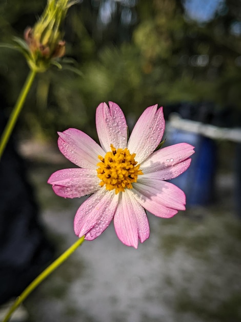 Foto orvalho fechado em uma folha de flor rosa