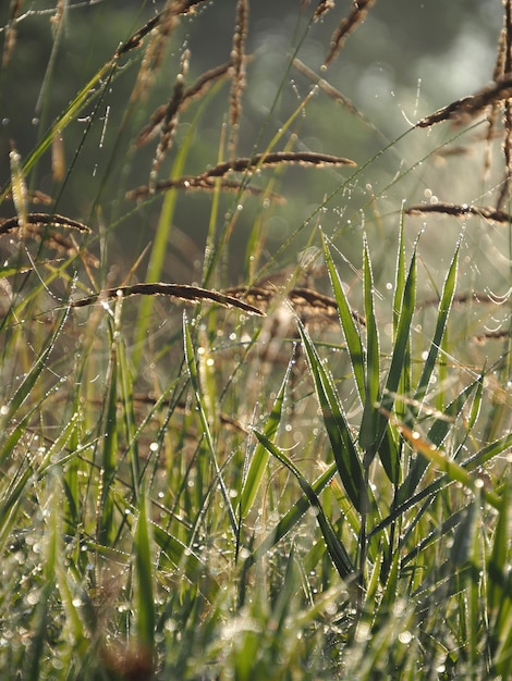 Foto orvalho matinal num prado de verão
