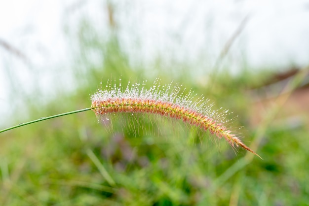 Foto orvalho na grama, floração no inverno