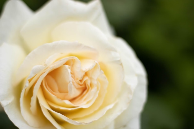 Orvalho nas pétalas de uma rosa branca Flores frescas em uma casa de verão