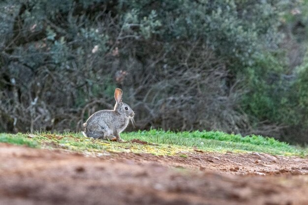 Oryctolagus cuniculus im mediterranen Wald