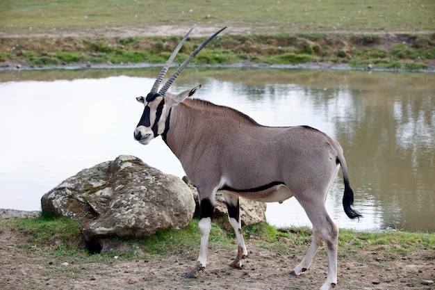 Oryx an einer Wasserstelle in einem Wildpark