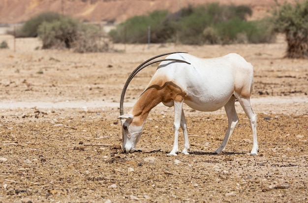 Foto oryx árabe en el desierto