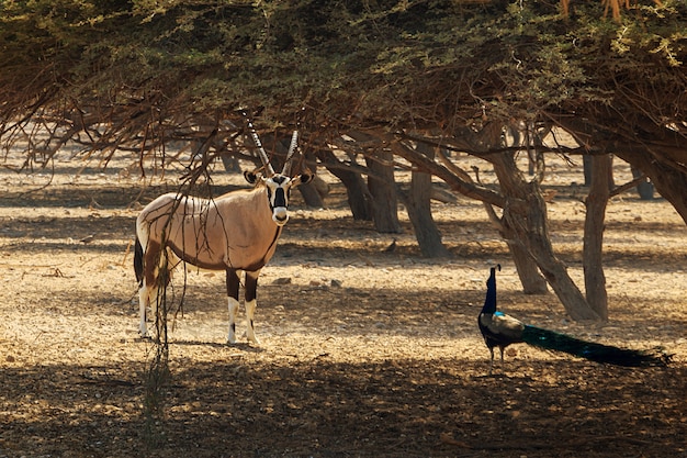 Oryx arábico ou oryx branco (oryx leucoryx) e pavão em reserva