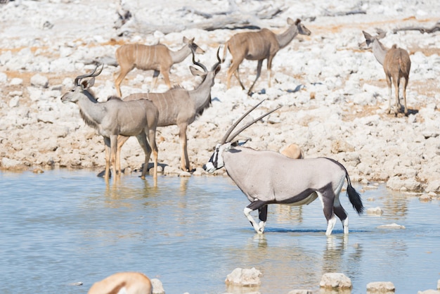 Oryx bebiendo del abrevadero de Okaukuejo a la luz del día. Wildlife Safari en el Parque Nacional de Etosha, el principal destino turístico en Namibia, África.