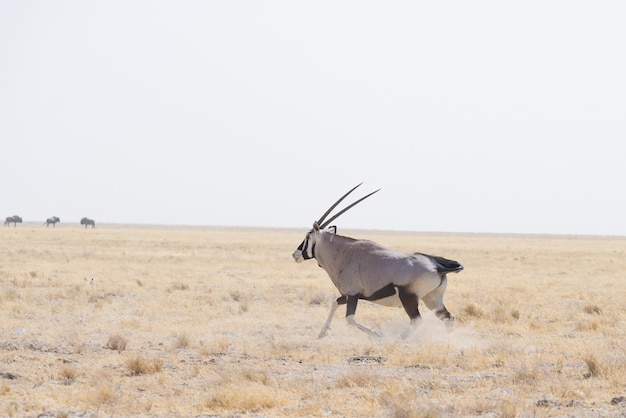 Oryx, der in der afrikanischen Savanne, der majestätische Etosha-Nationalpark, bestes Reiseziel in Namibia, Afrika steht.