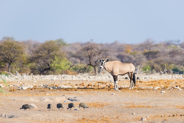 Oryx, der in der bunten Landschaft des majestätischen Nationalparks Etosha, Namibia, Afrika steht.