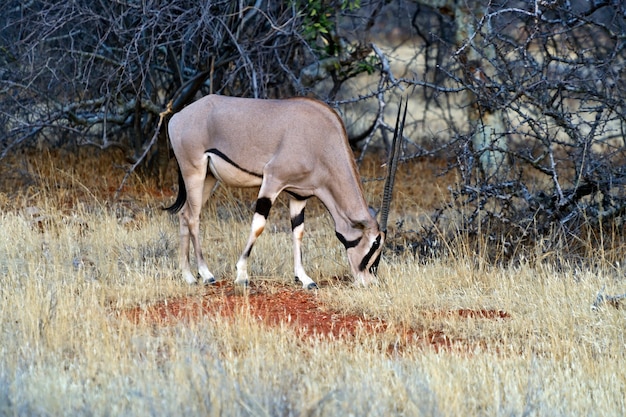 Oryx Gazella Afrikanischer Samburu Nationalpark. Kenia