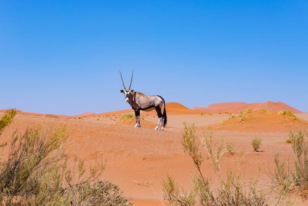 Oryx in der bunten Namib-Wüste des majestätischen Nationalparks Namib Naukluft, bestes Reiseziel in Namibia, Afrika.