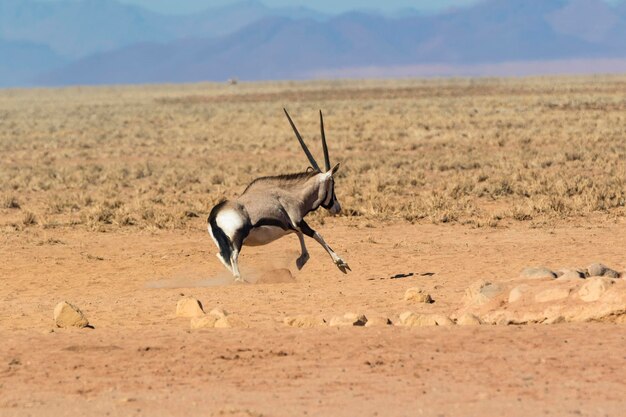 Oryx läuft in der Wüste Namibiens