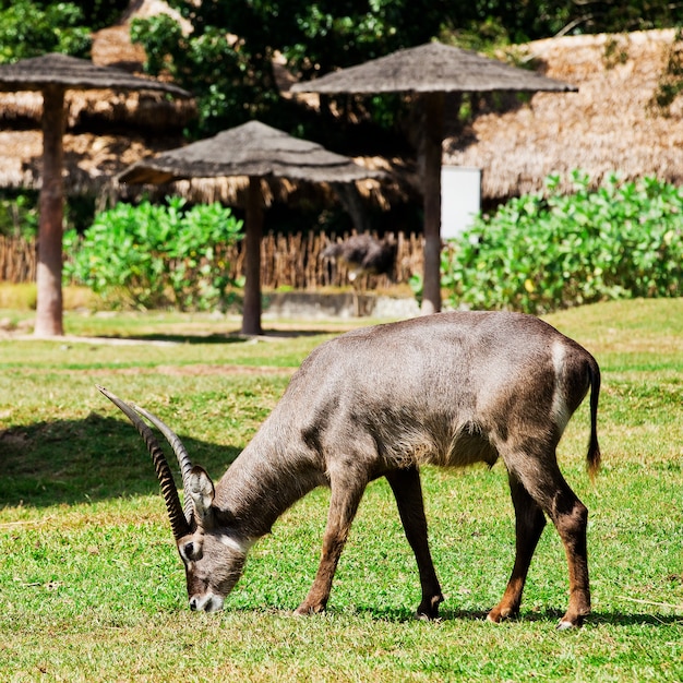 Oryx o Gemsbuck - Antecedentes de la fauna africana