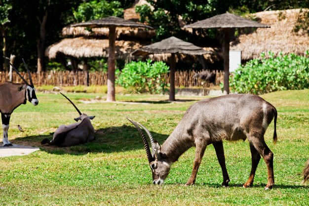 Oryx oder Gemsbuck - afrikanischer Hintergrund der wild lebenden Tiere