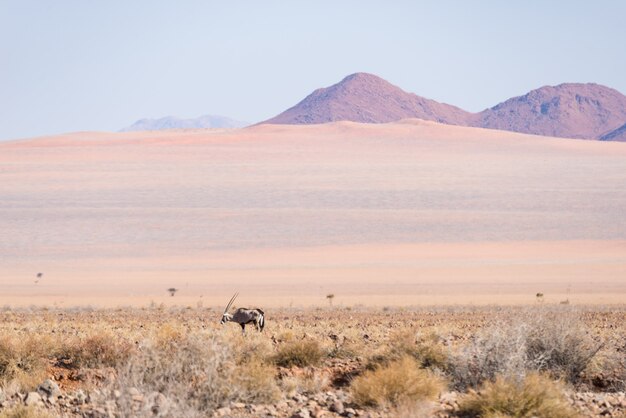 Oryx pastando no deserto do namibe, namib naukluft national park, namíbia, áfrica