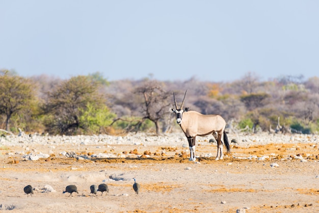 Oryx de pie en el colorido paisaje del majestuoso Parque Nacional de Etosha, el mejor destino turístico en Namibia, África.