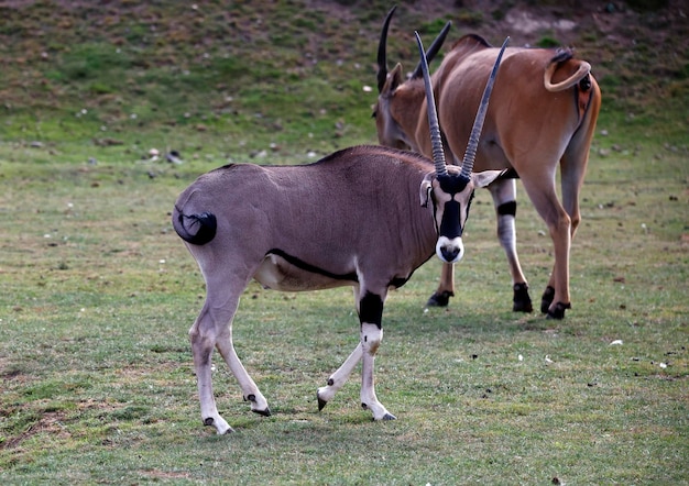 Oryx en un pozo de agua en un parque de vida silvestre