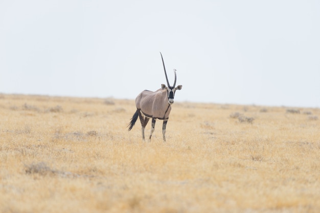 Oryx que está no savana africano, o parque nacional majestoso de etosha, o melhor destino do curso em namíbia, áfrica.