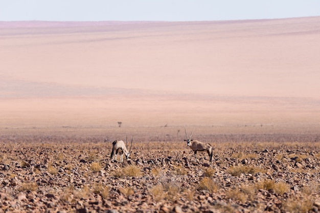 Oryx que pasta no deserto de Namib, parque nacional de Namib Naukluft, destino do curso em Namíbia, África.