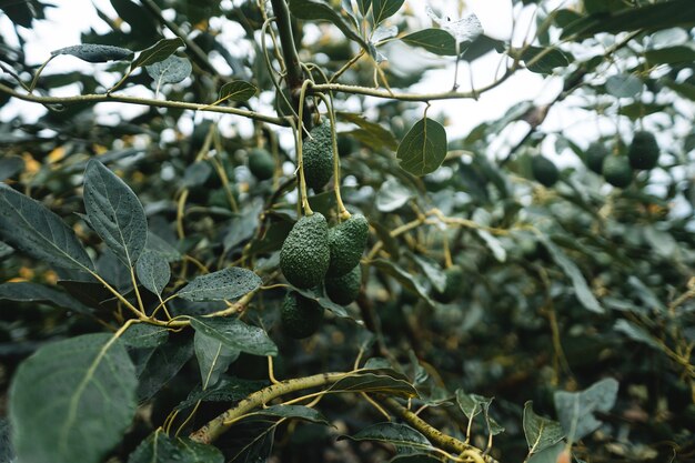 Os abacates estão crescendo na estação de cultivo do jardim