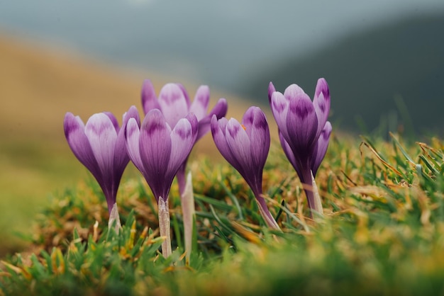 Os açafrões alpinos florescem nas montanhas dos Cárpatos no topo da montanha. Açafrões roxos lindos frescos. Florescendo açafrão azul no verão.