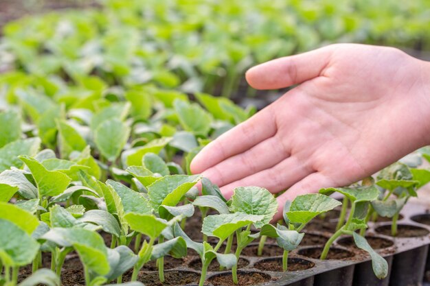 Os agricultores cuidam do plantio orgânico hidropônico de vegetais.