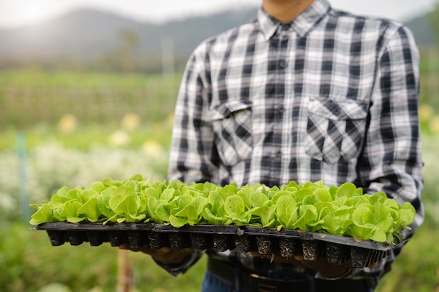 Os agricultores cultivam mudas jovens de verduras no jardim