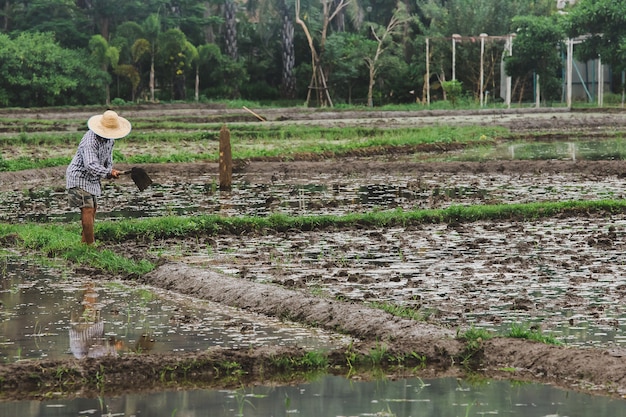 Os agricultores estão cavando o solo em preparação para o plantio.