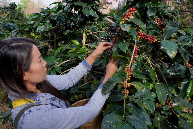 Os agricultores estão coletando grãos de café frescos de árvores Arábica cultivadas nas montanhas do distrito de Mae Wang, província de Chiang Mai.